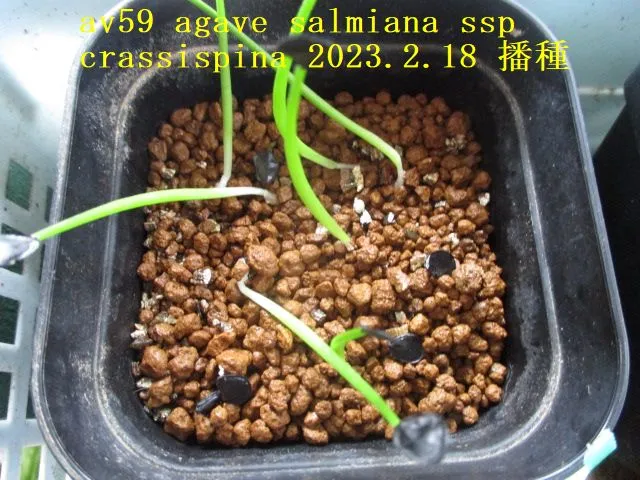 Agave salmiana ssp. salmiana (アガベ サルミアナ)