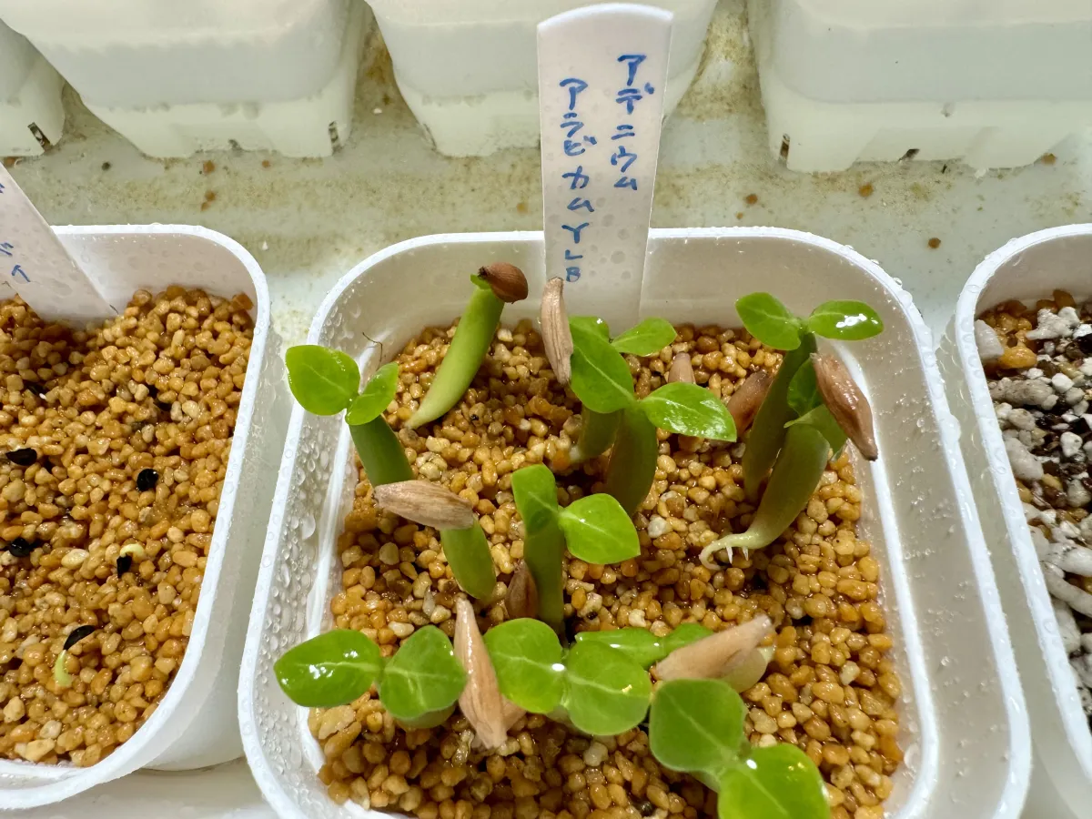 YLB Adenium arabicum Yak Lop Buri (アデニウム アラビカム)