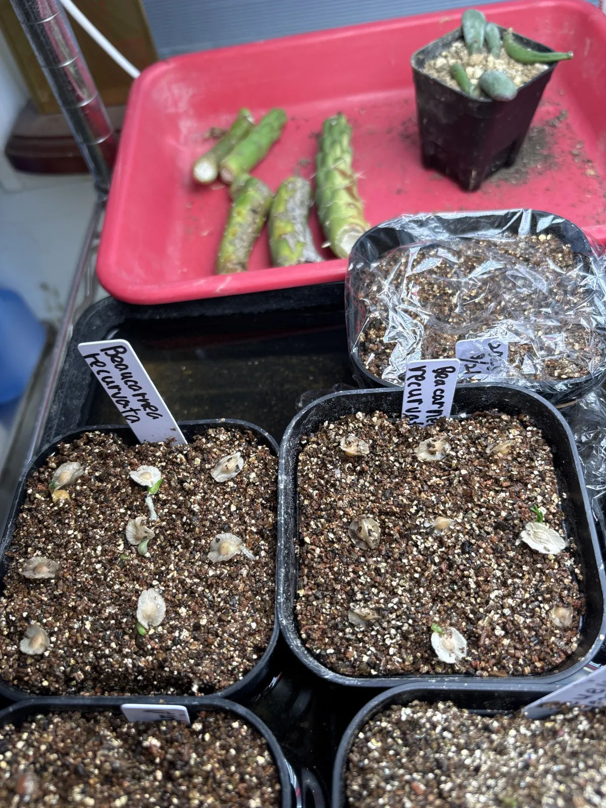 Beaucarnea recurvata (ボーカルネア レクルバータ)