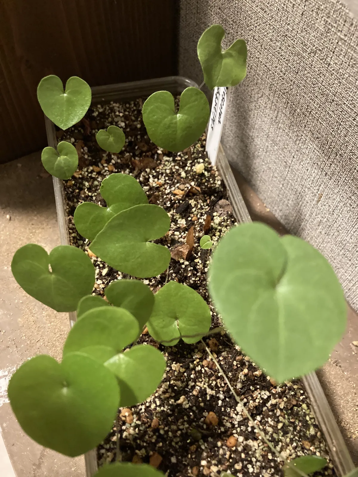 Dioscorea elephantipes (ディオスコレア エレファンティペス)