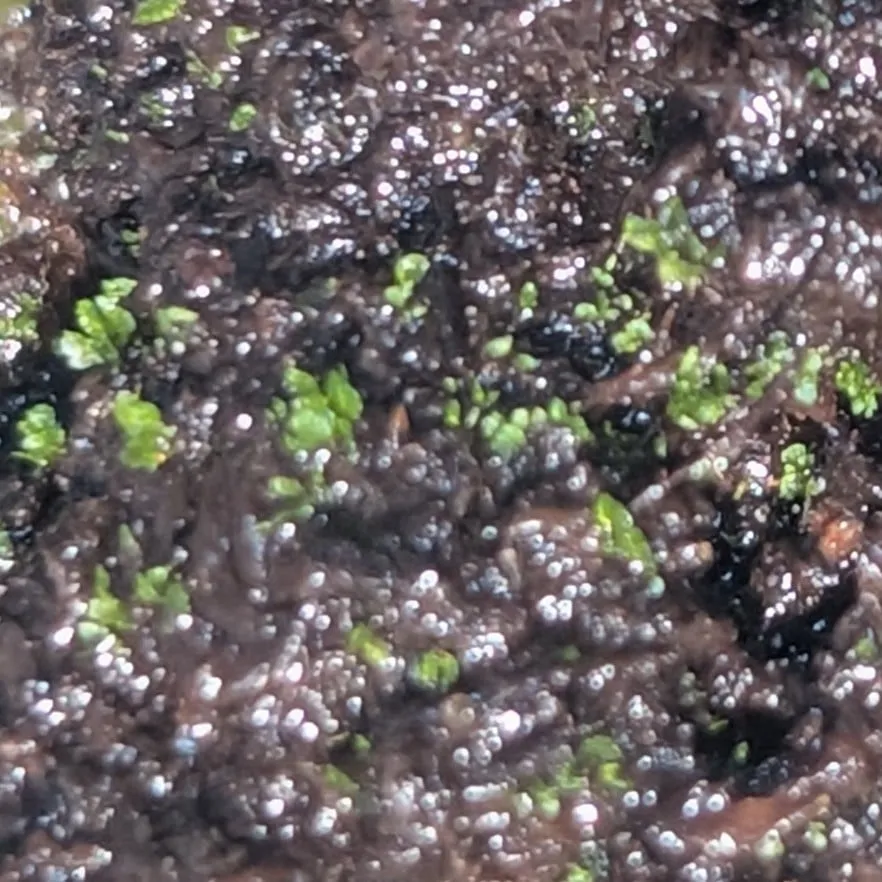 Platycerium ridleyi ([種子/胞子] ビカクシダ リドレイ)