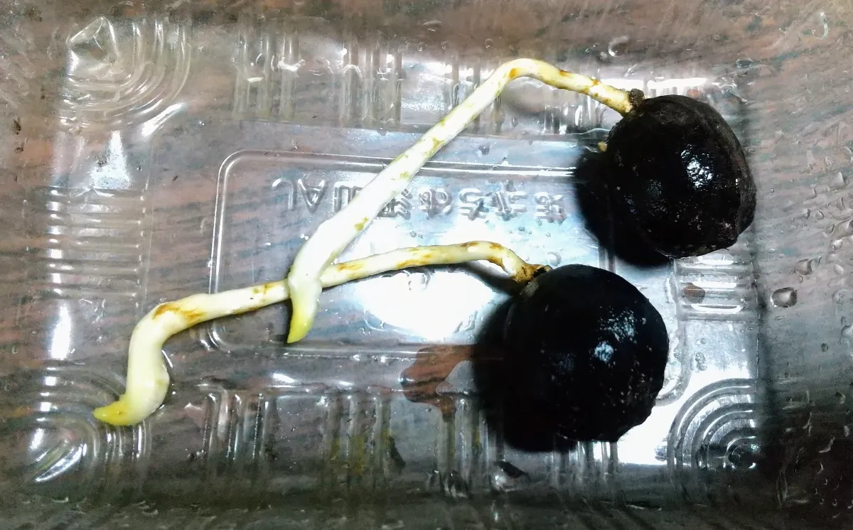 Bismarckia nobilis Silver (ビスマルキア ノビリス シルバー)