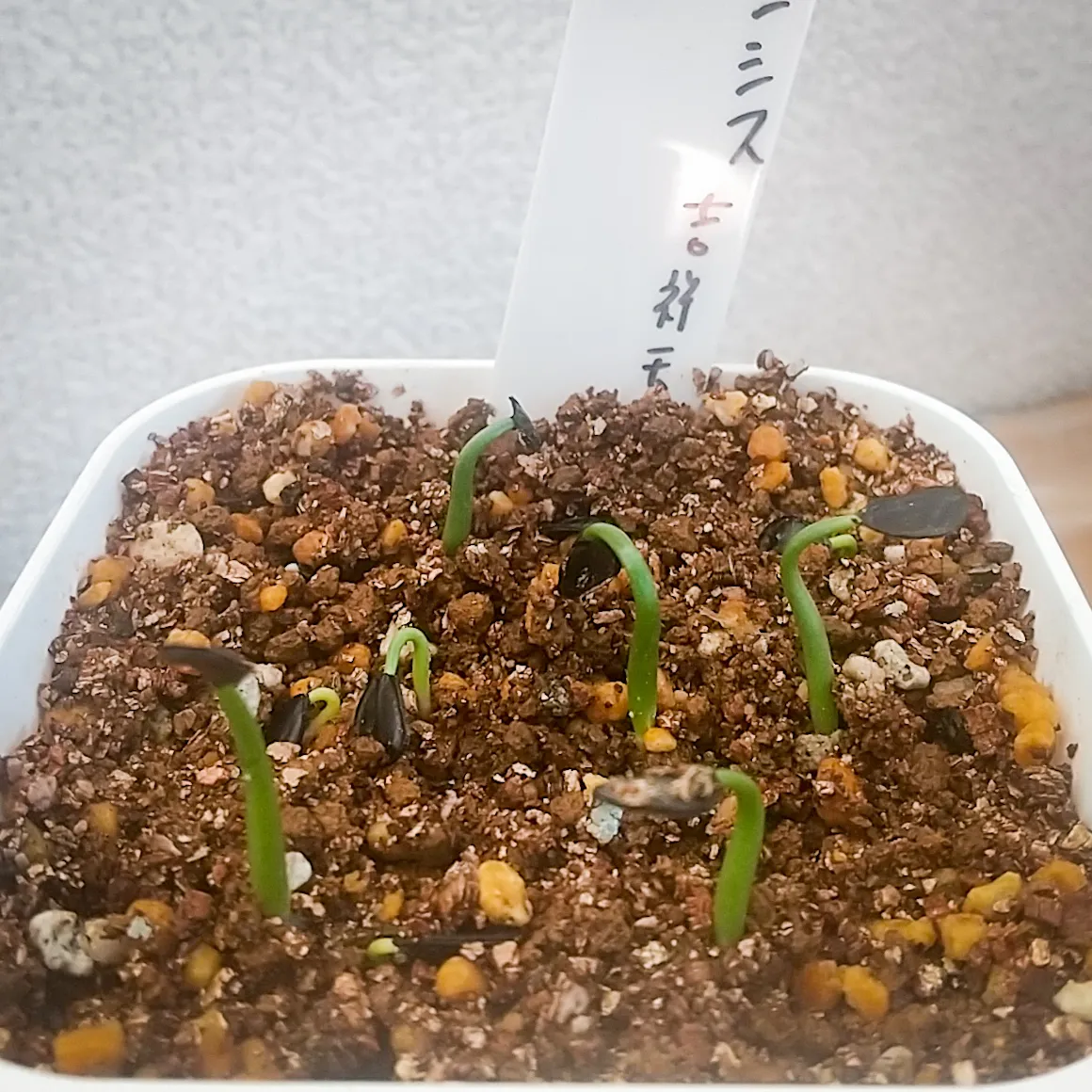 Agave parryi ssp. parryi (アガベ パリー)