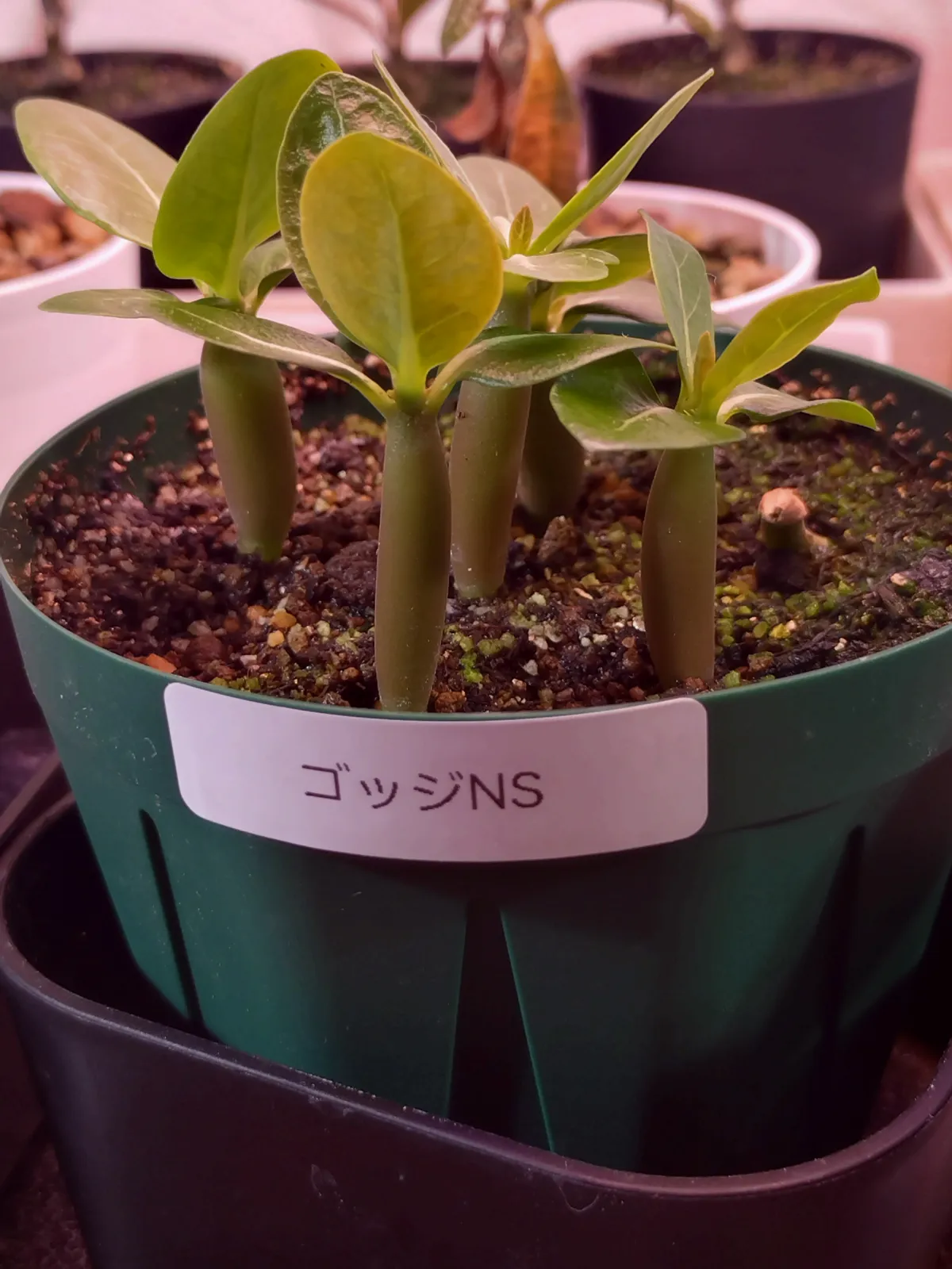 x NS  Adenium arabicum Godji x NS (アデニウム ゴッジ)