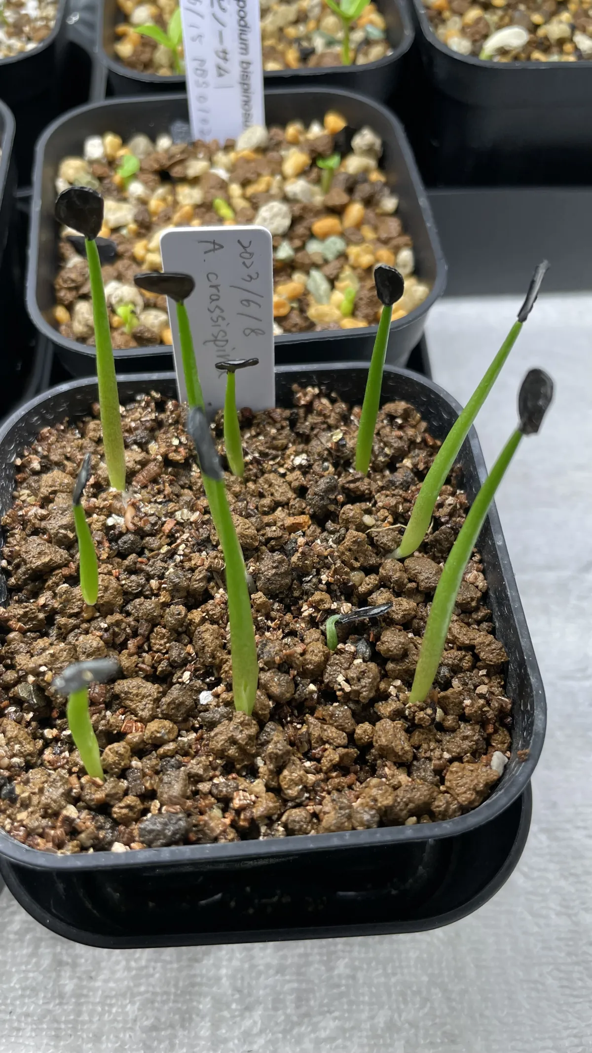 Agave salmiana ssp. crassispina (アガベ サルミアナ クラシスピナ)