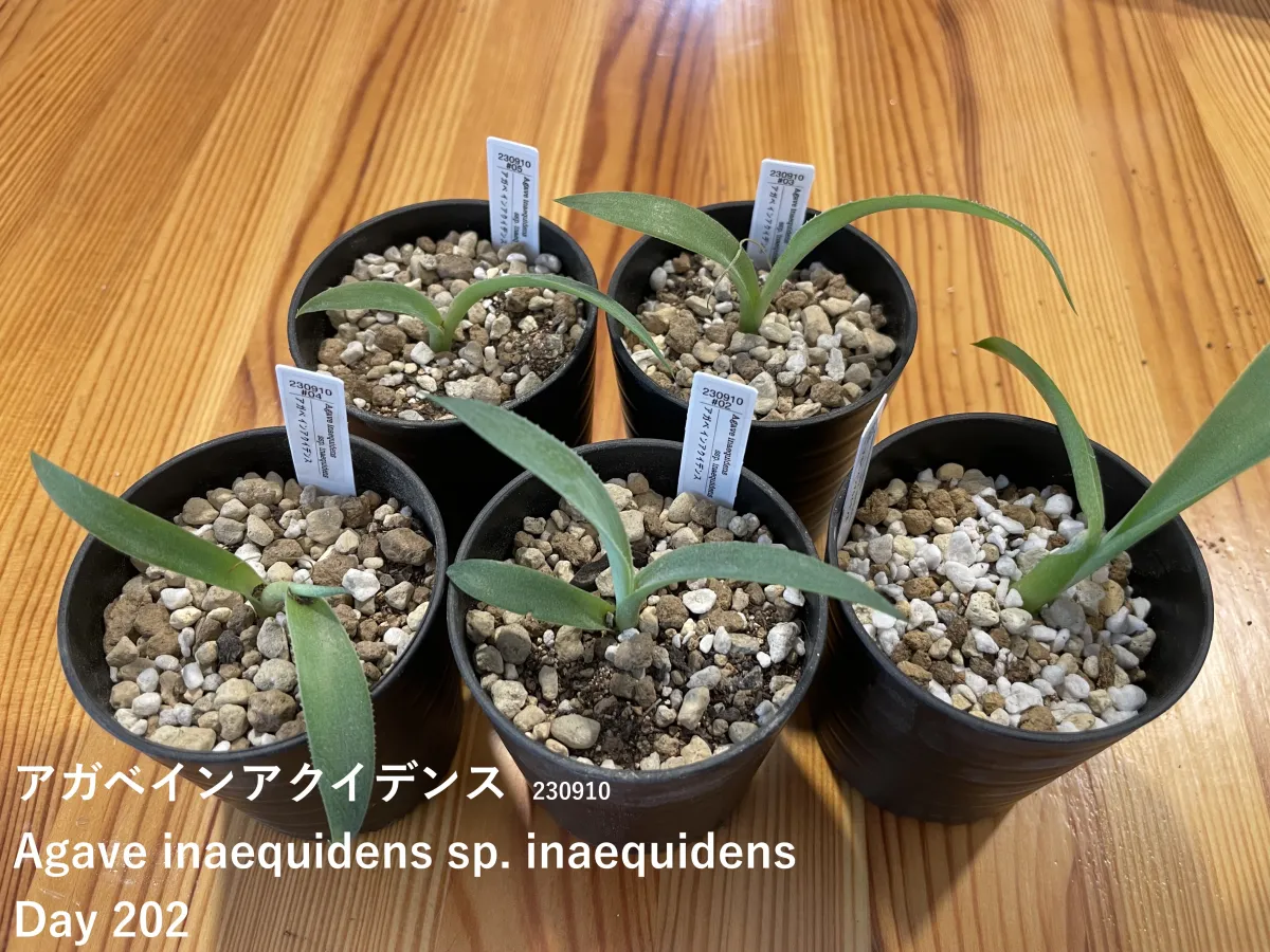 Agave inaequidens ssp. inaequidens (アガベ インアクイデンス)