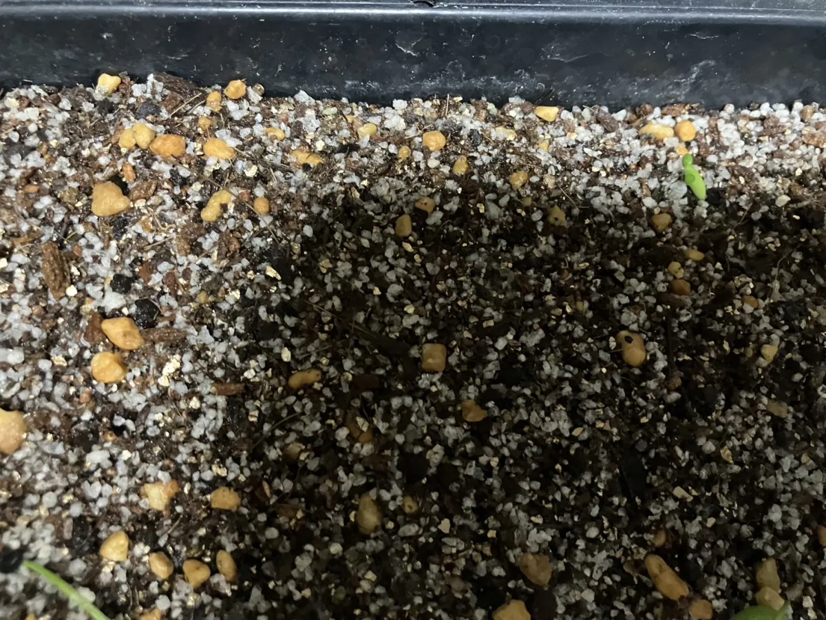 Dioscorea elephantipes Lot. (ディオスコレア エレファンティペス)