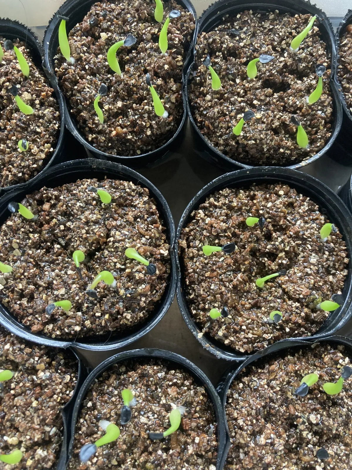 Agave titanota Blue Lot. (アガベ チタノタブルー)