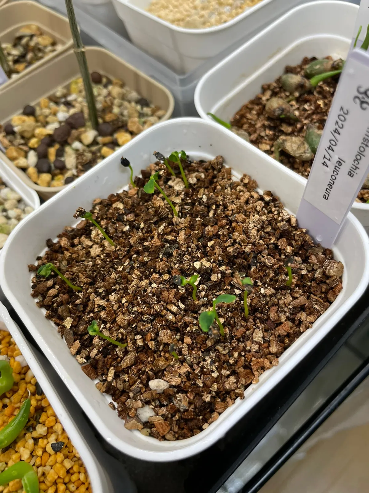 Aristolochia leuconeura (アリストロキア レウコネウラ)