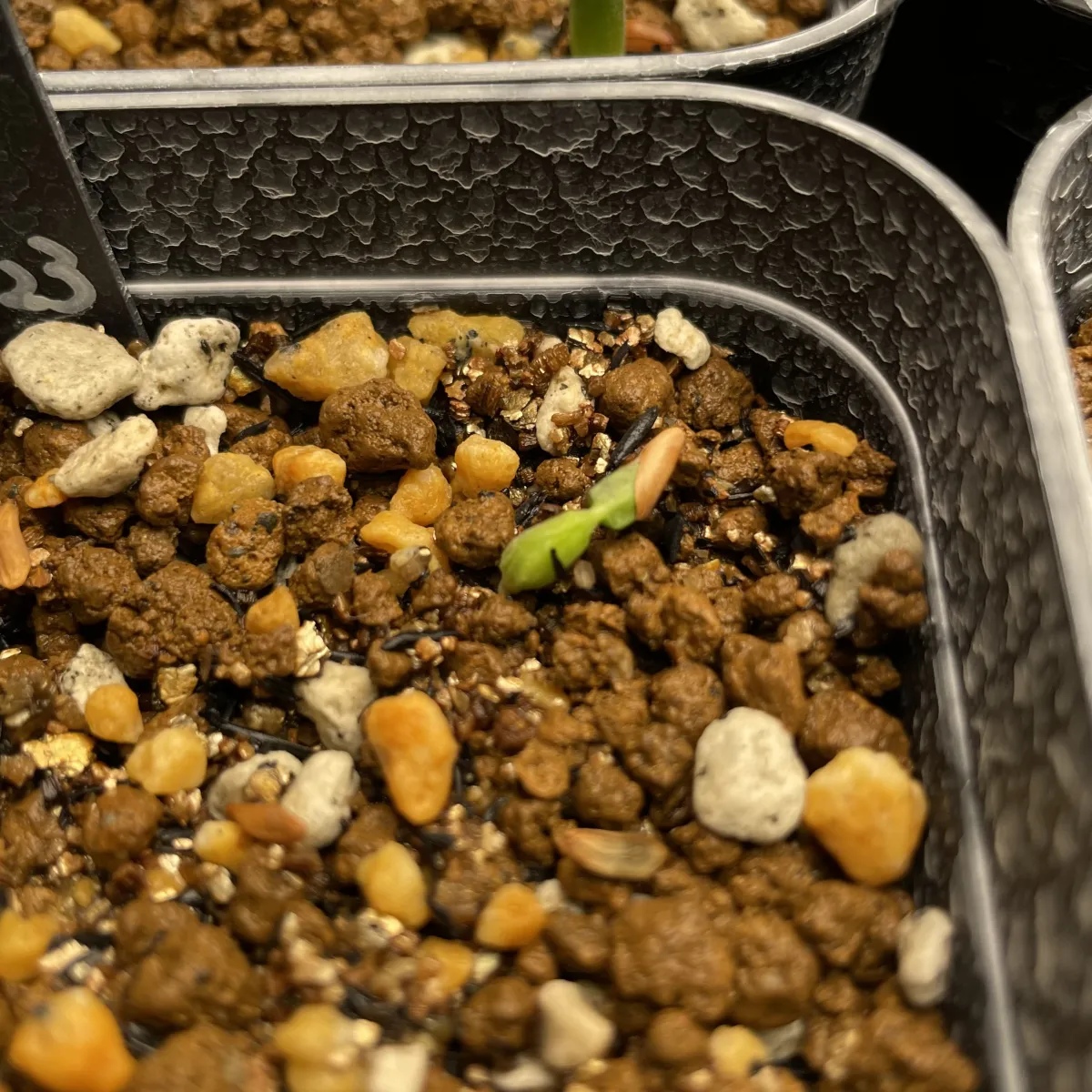 Pachypodium rosulatum var. gracilius ([無料種子] 発芽難 パキポディウム グラキリス　)