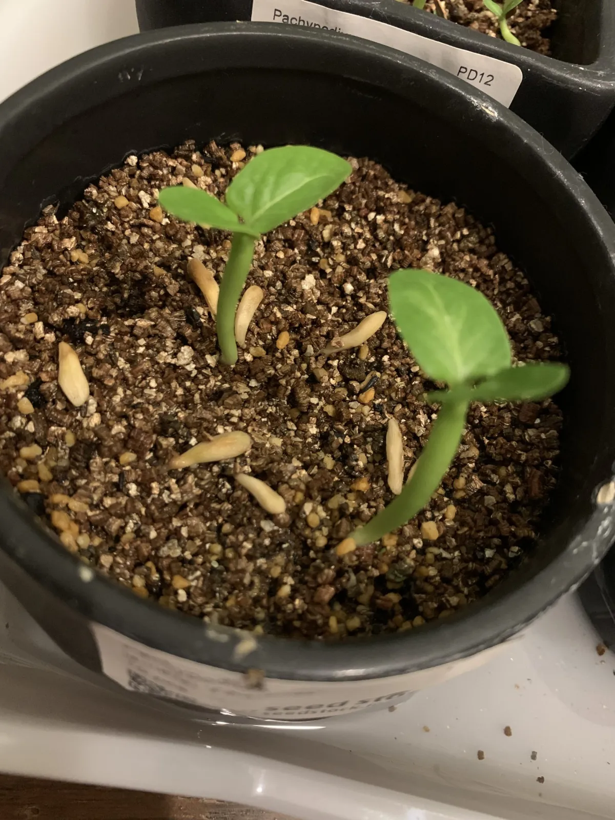 Pachypodium lamerei Fiherense (パキポディウム フィヘレンセ)