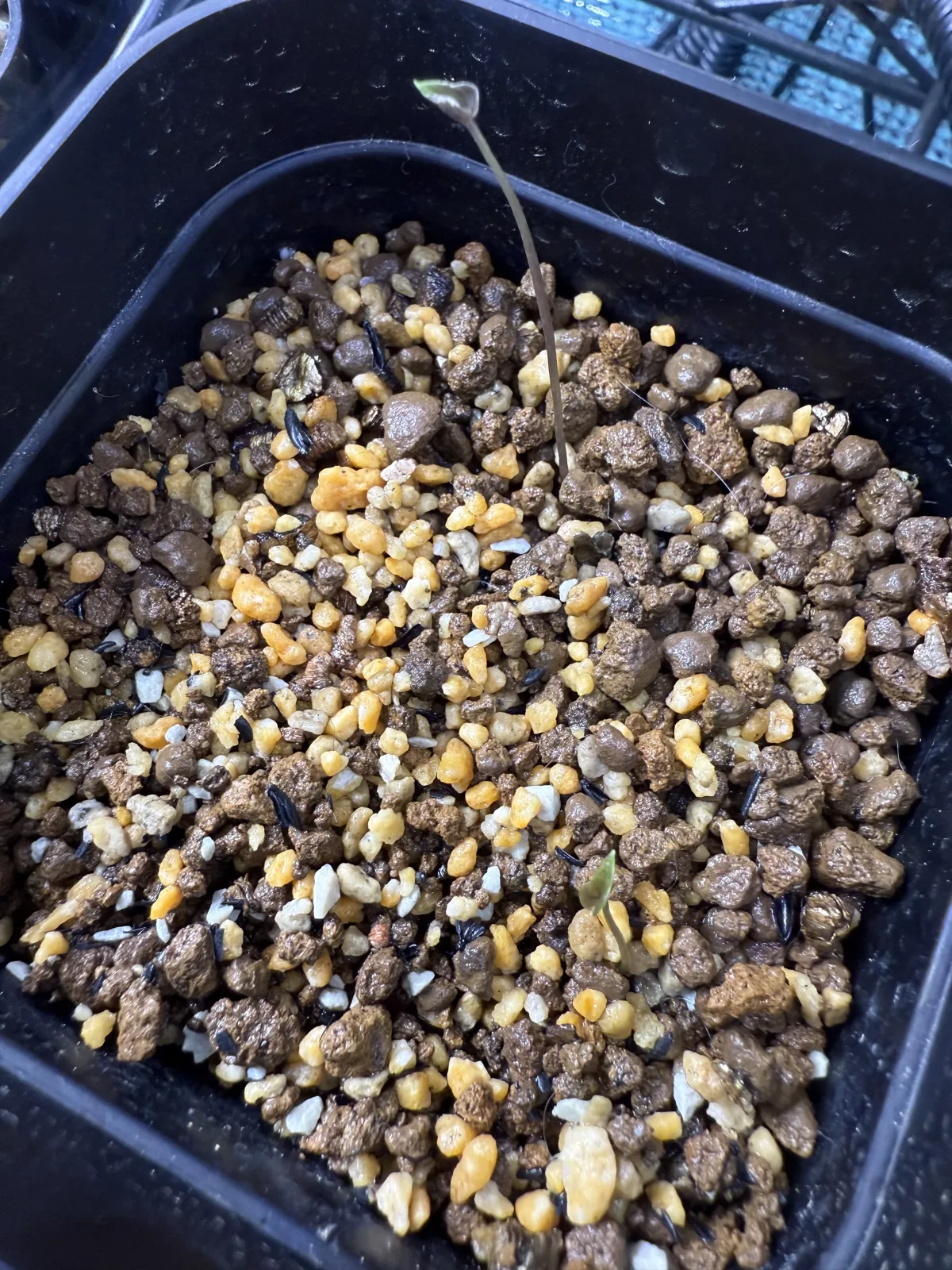 Dioscorea elephantipes (ディオスコレア エレファンティペス)