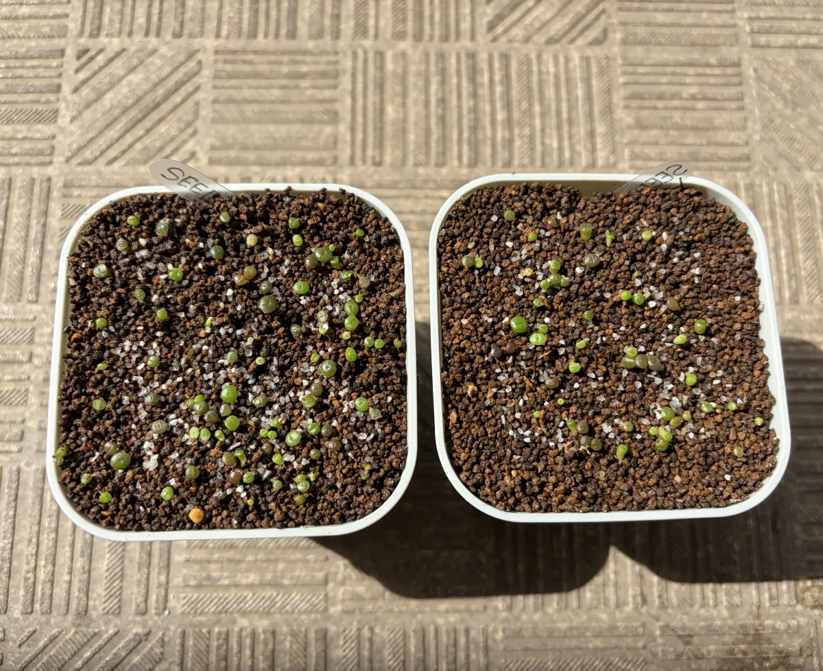 Lithops Mix Seeds (リトープス ミックス)