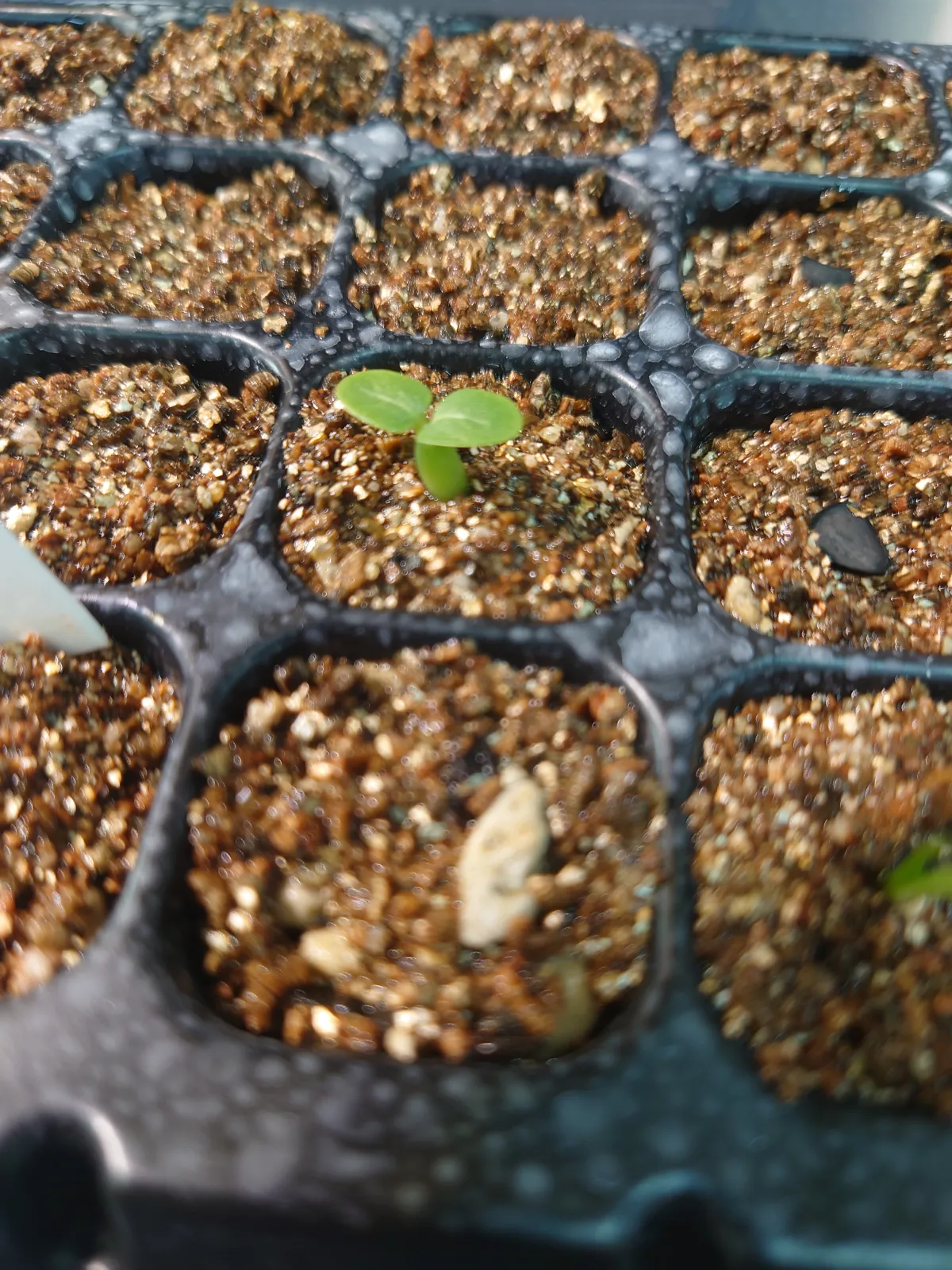 Pachypodium densiflorum var. densiflorum (パキポディウム デンシフローラム)