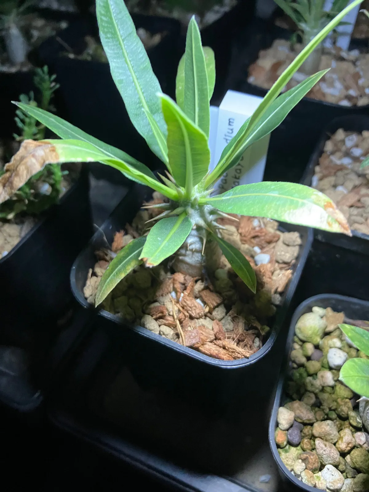 Pachypodium rosulatum ssp. makayense (パキポディウム マカイエンセ)