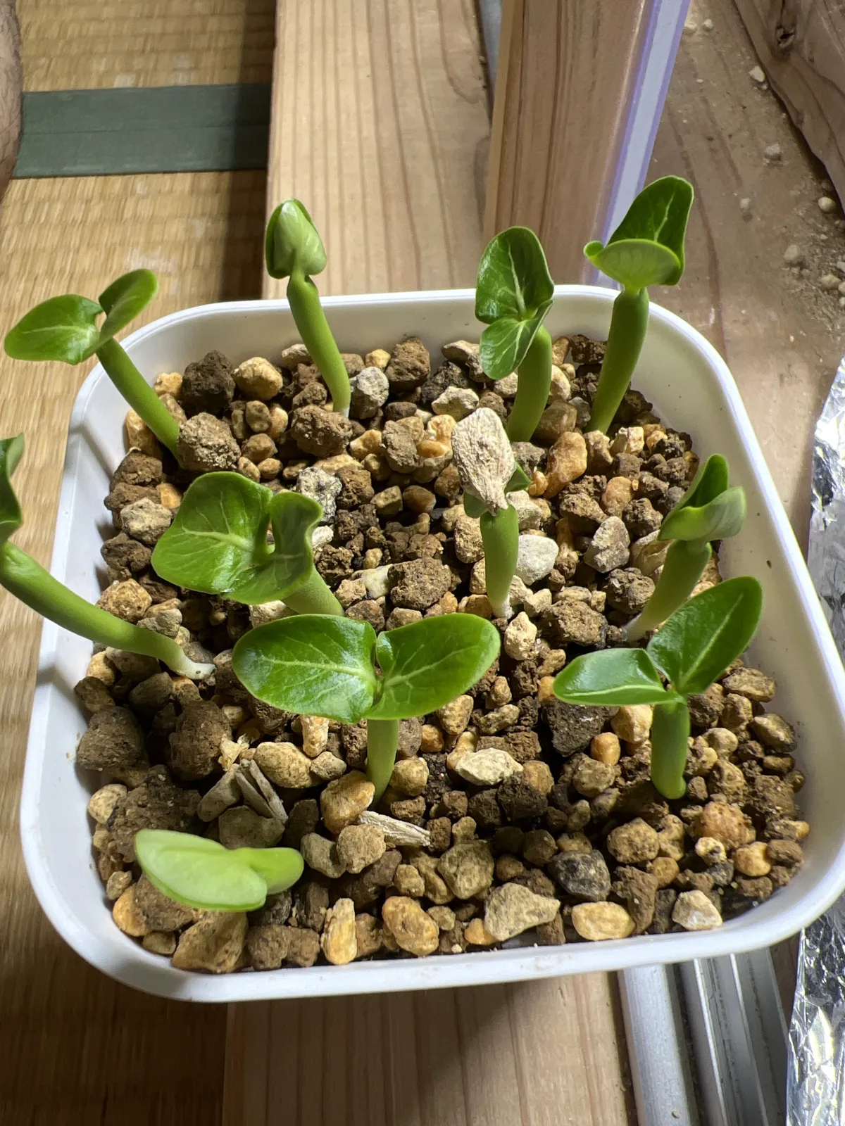Pachypodium lamerei var. ramosum (パキポディウム ラモサム)