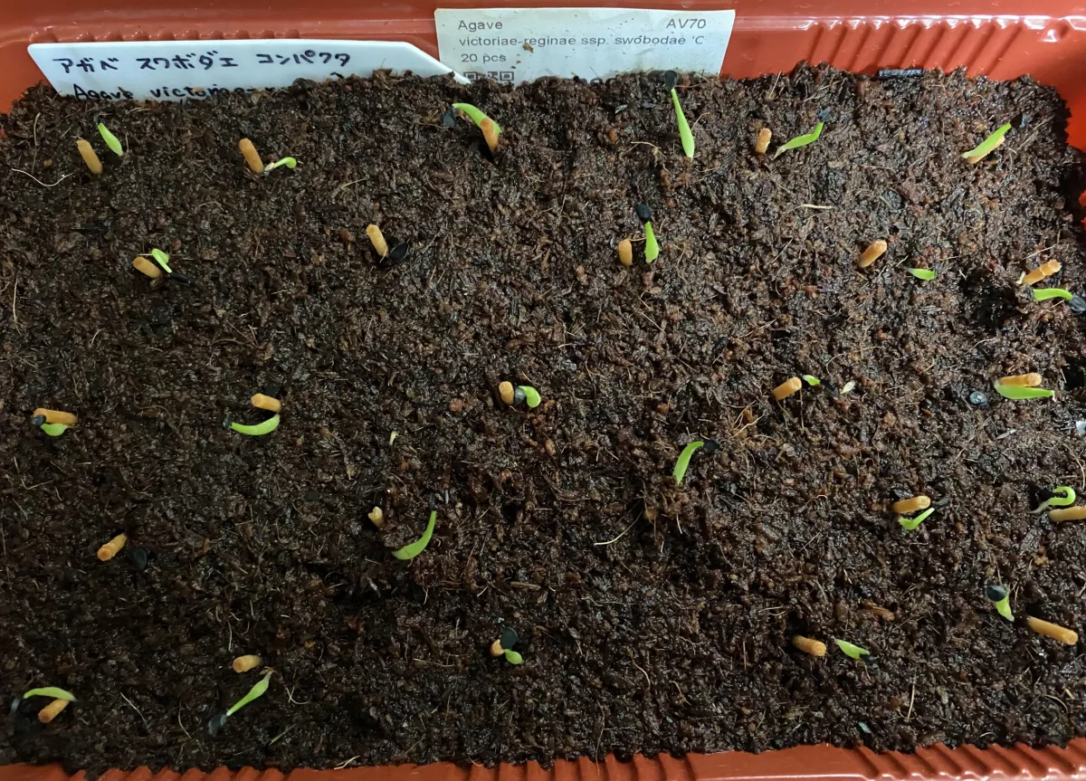 Agave victoriae-reginae ssp. swobodae (アガベ スワボダエ コンパクタ)