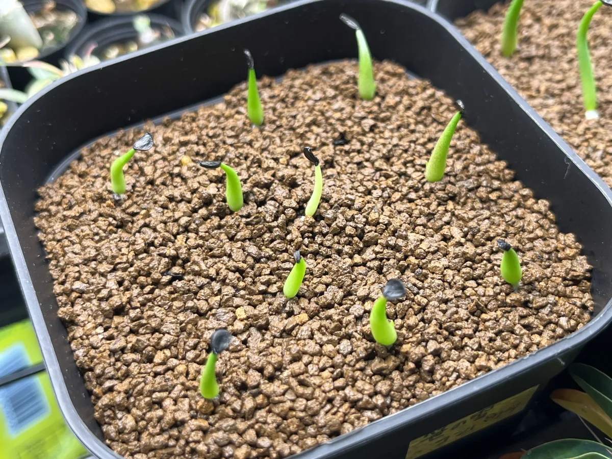Agave victoriae-reginae var. compact (アガベ ビクトリアレジーナコンパクト)