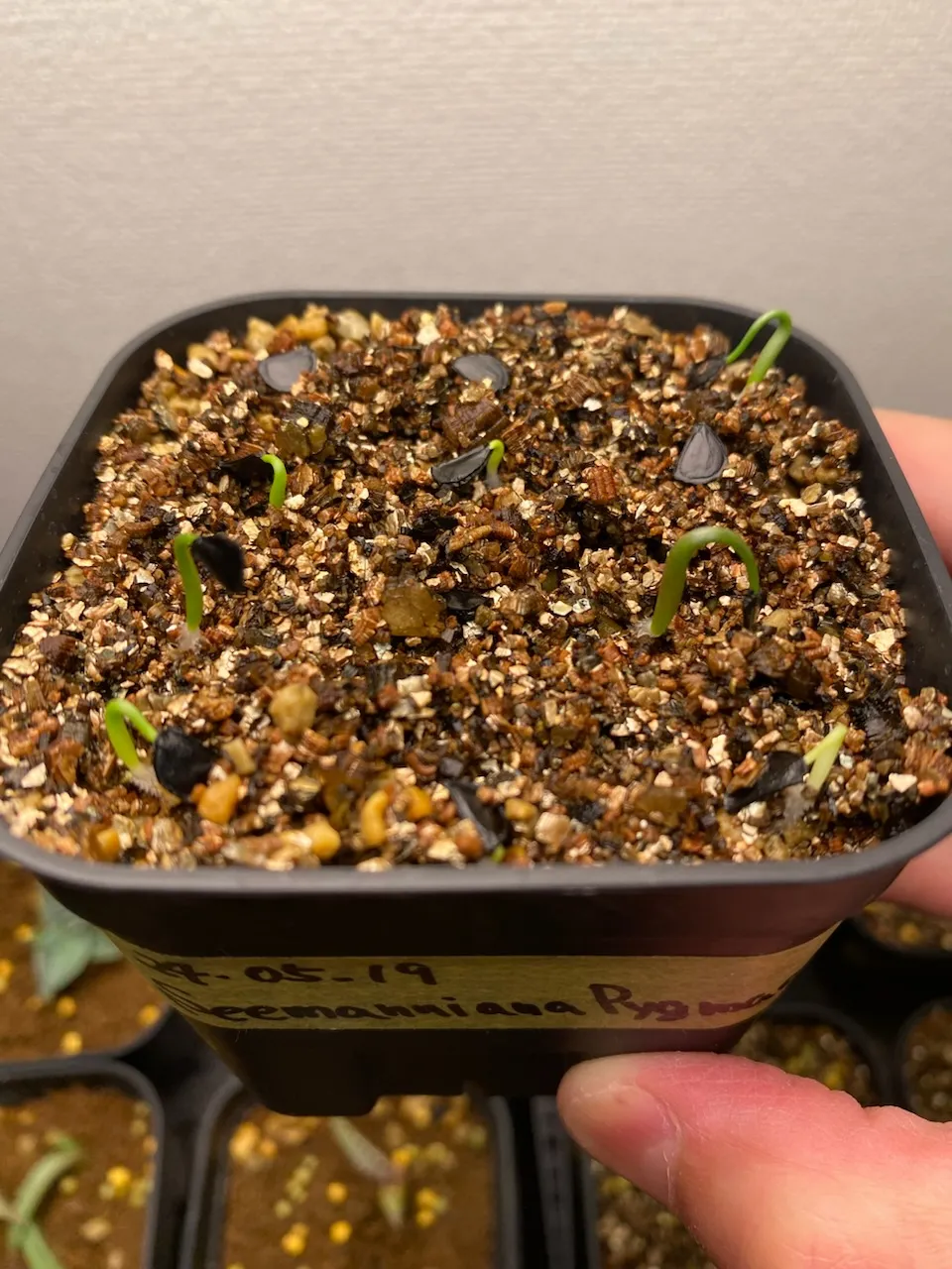 Agave seemanniana Pygmaea (アガベ ピグマエア)