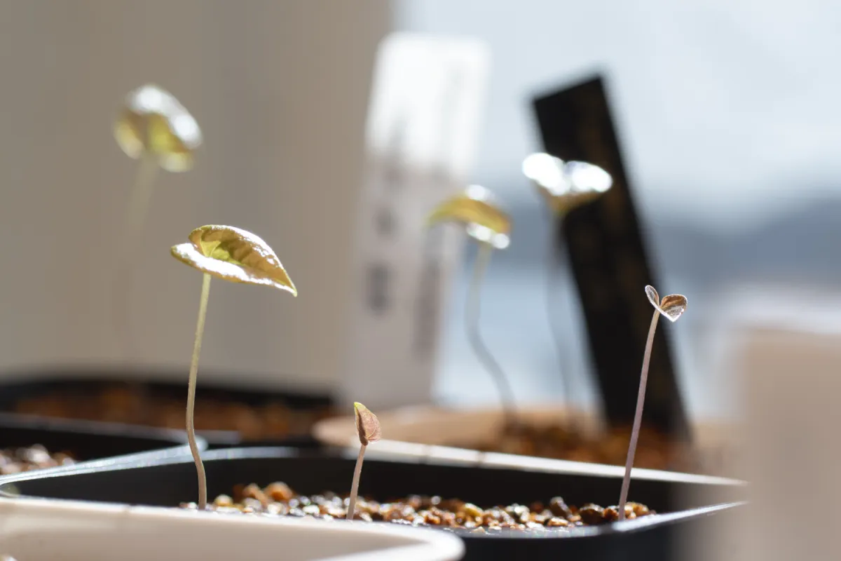 Dioscorea elephantipes ([チャレンジ種子] 亀甲竜)