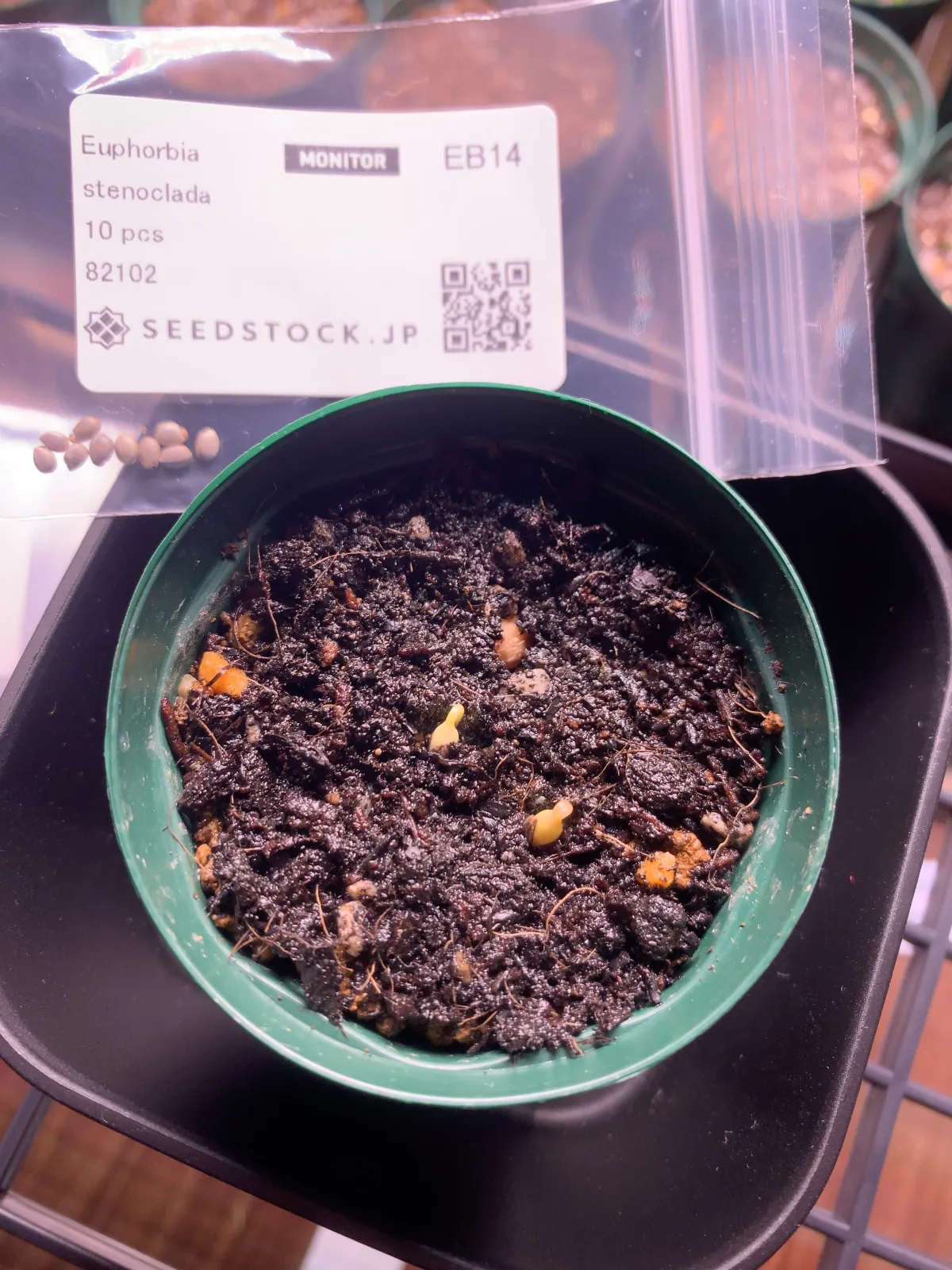 Euphorbia stenoclada (ユーフォルビア ステノクラーダ)