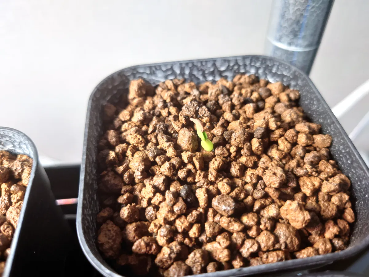 Pachypodium rosulatum ssp. makayense (パキポディウム マカイエンセ)