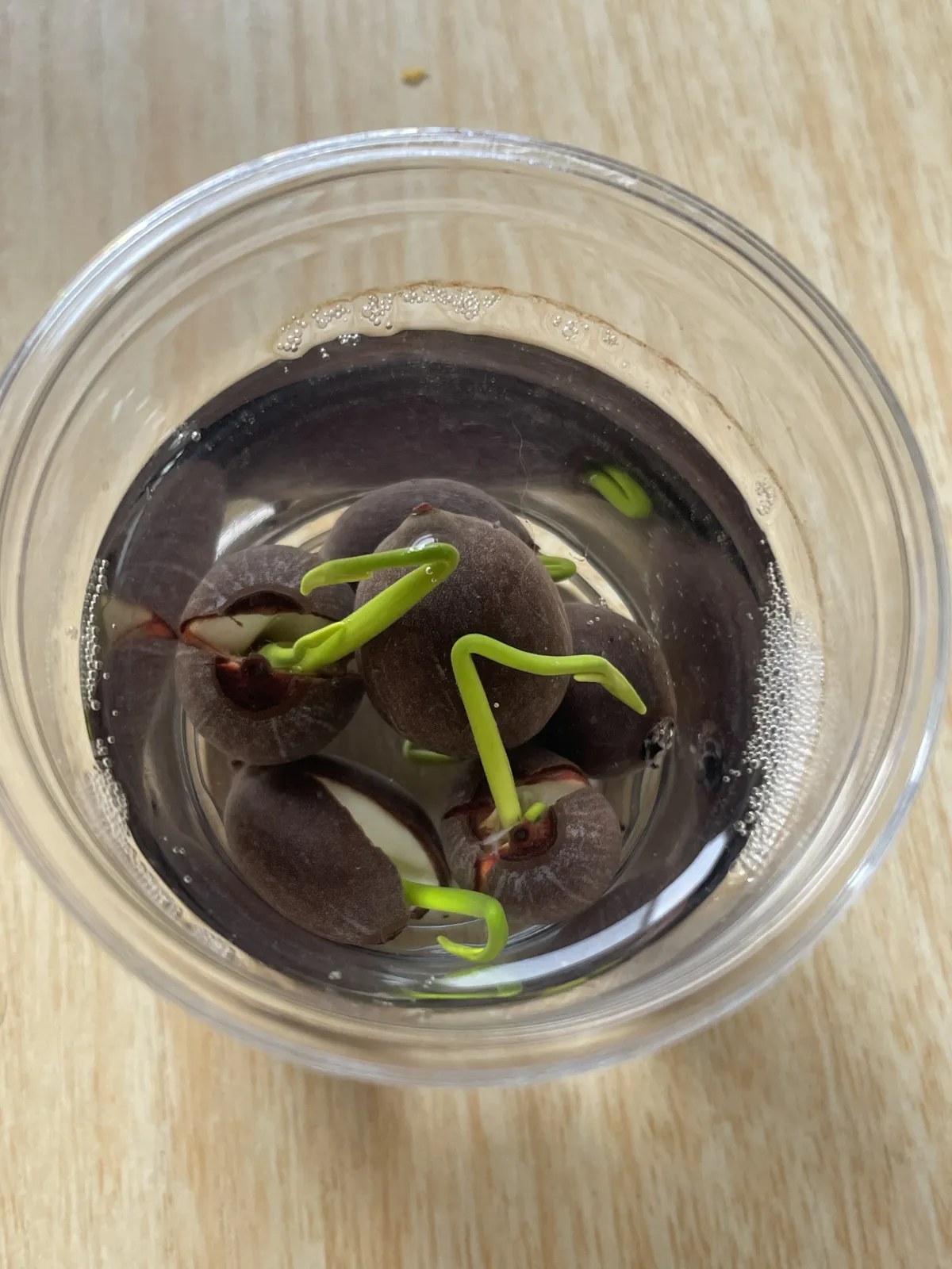 Nelumbo nucifera (ハス ヌキフェラ ブルー)