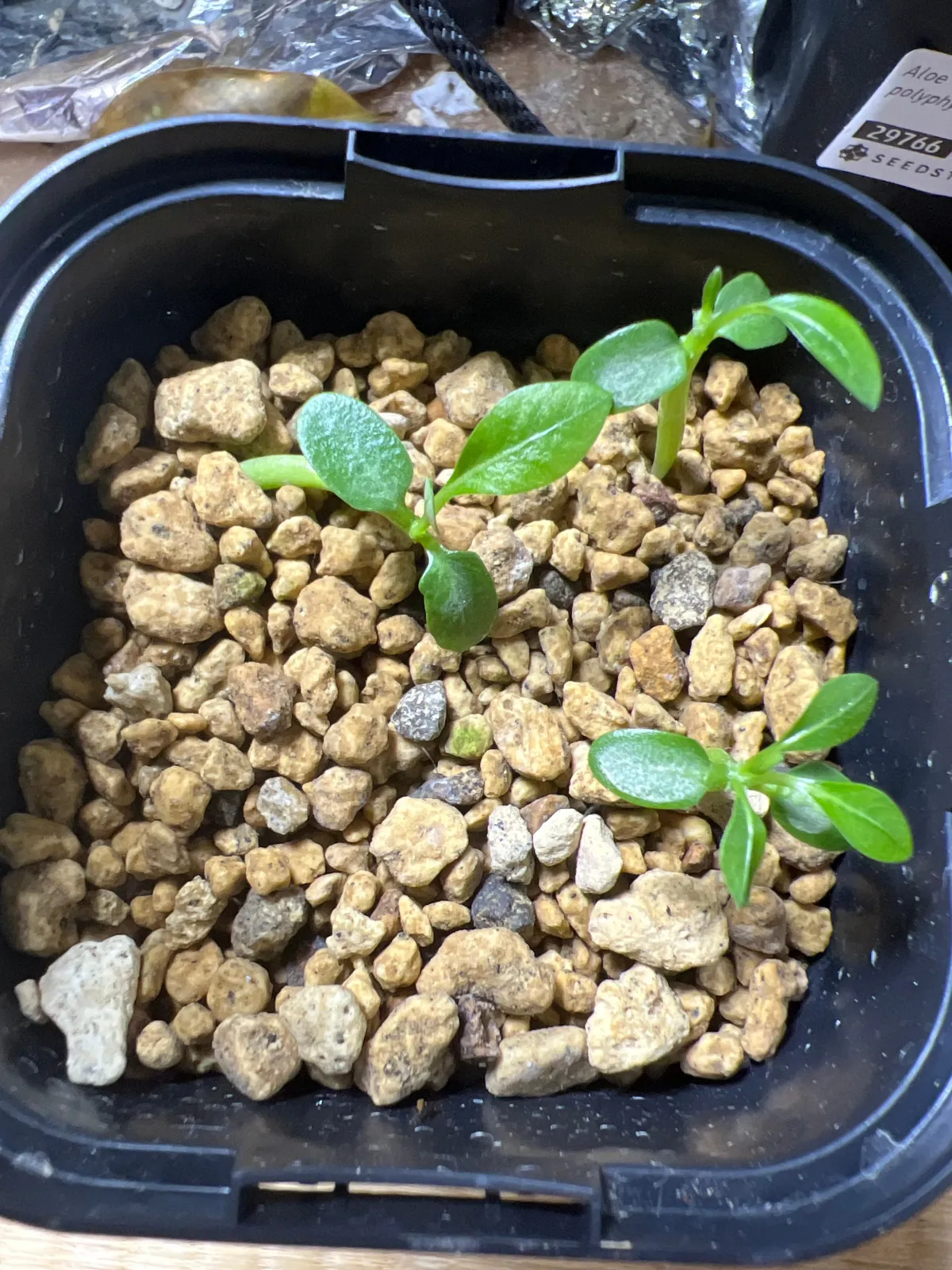 Pachypodium brevicaule (パキポディウム ブレビカウレ（長茎）)