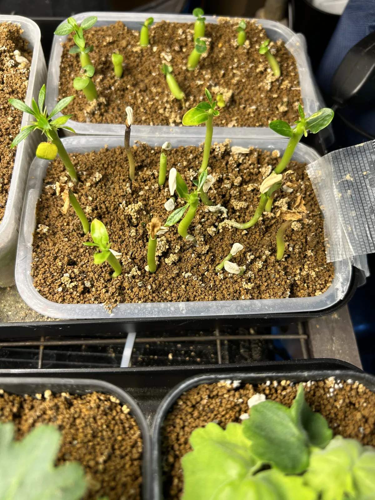 Pachypodium lamerei (パキポディウム ラメレイ)