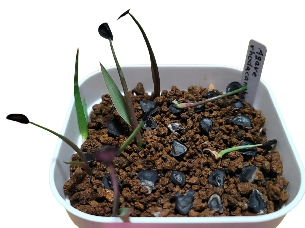 Agave rhodacantha (アガベ ロダカンサ)