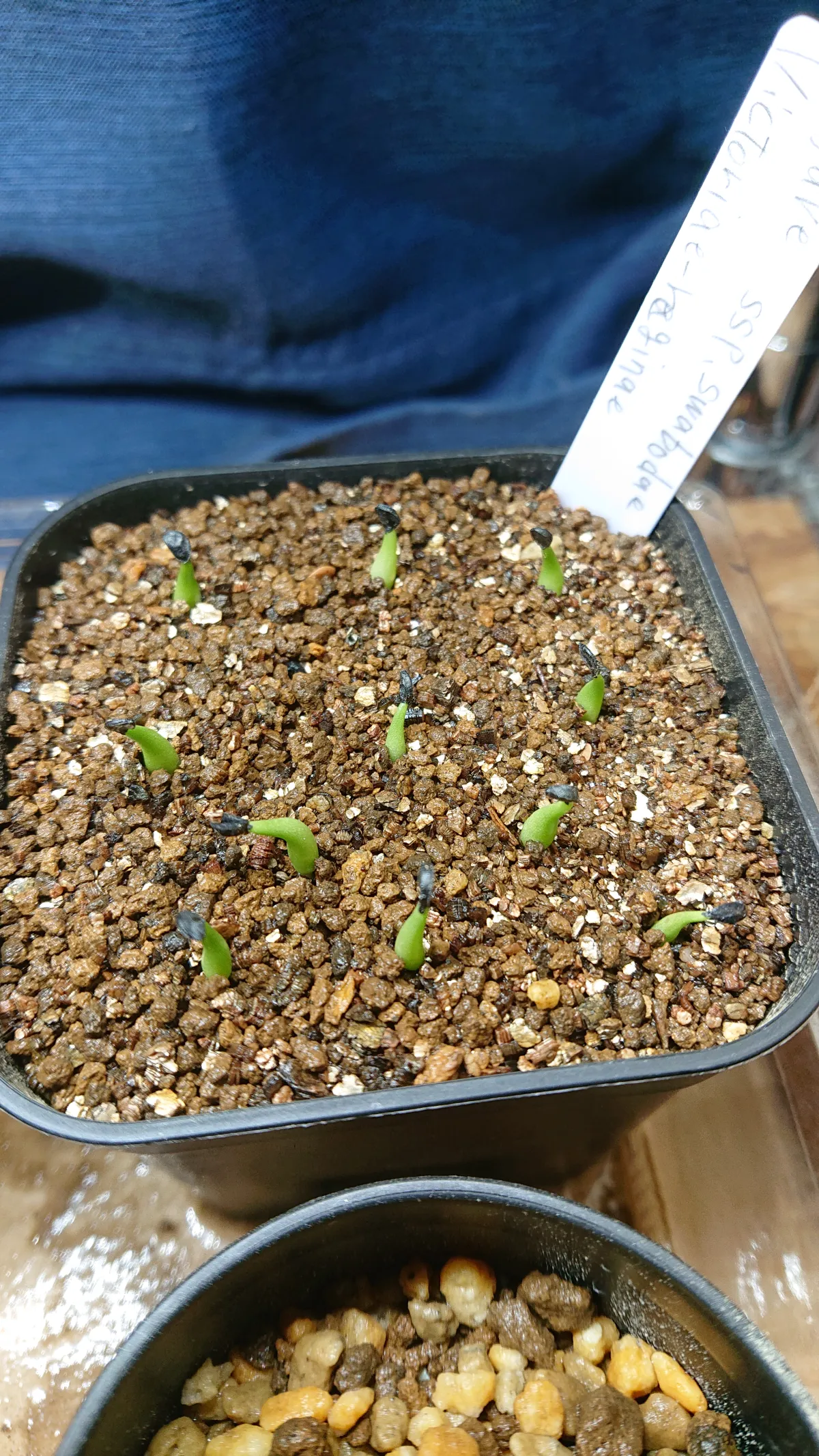 Agave victoriae-reginae ssp. swobodae (アガベ ビクトリアレジーナ スワボダエ)