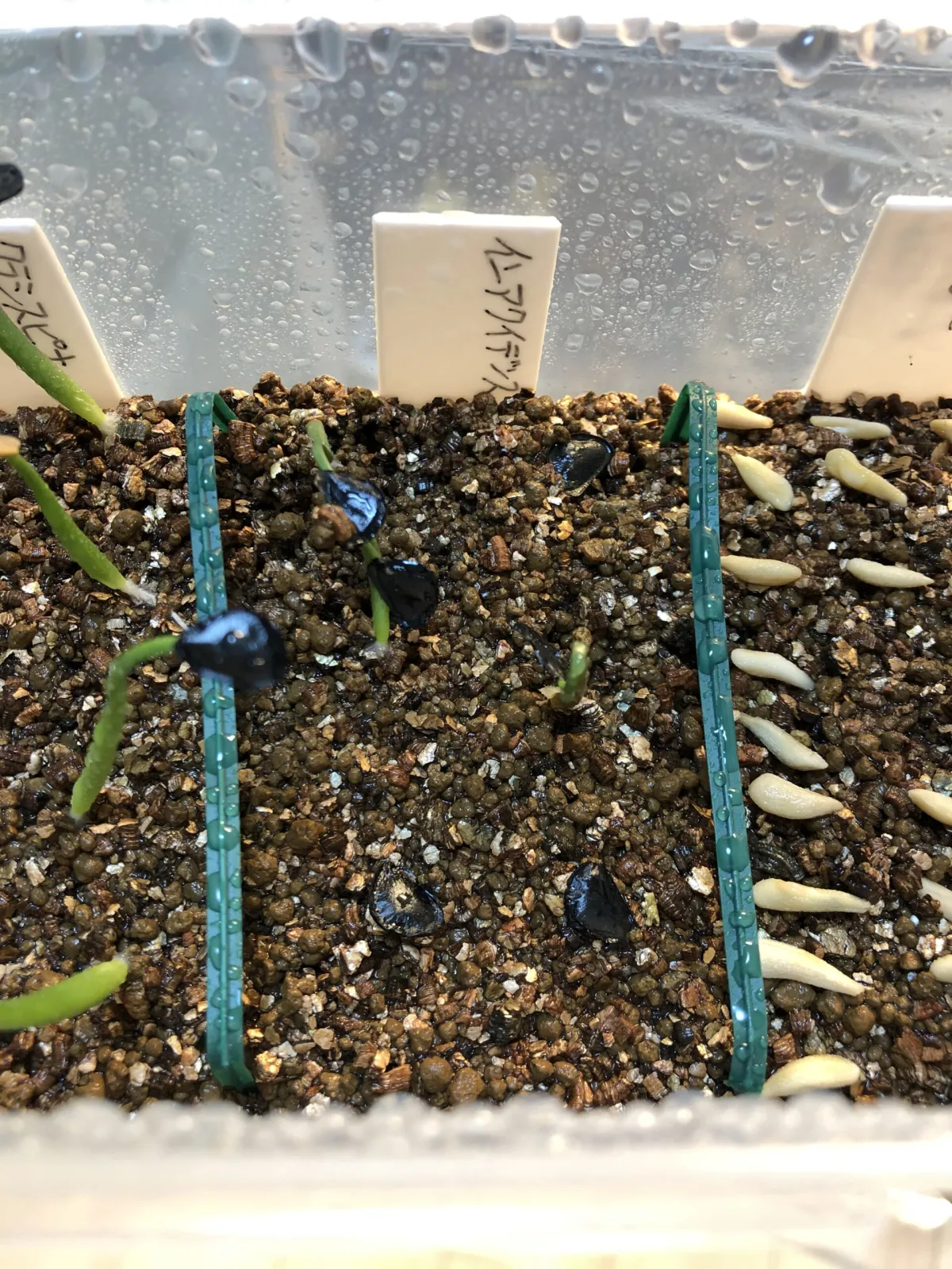 Agave inaequidens ssp. inaequidens (アガベ インアクイデンス)