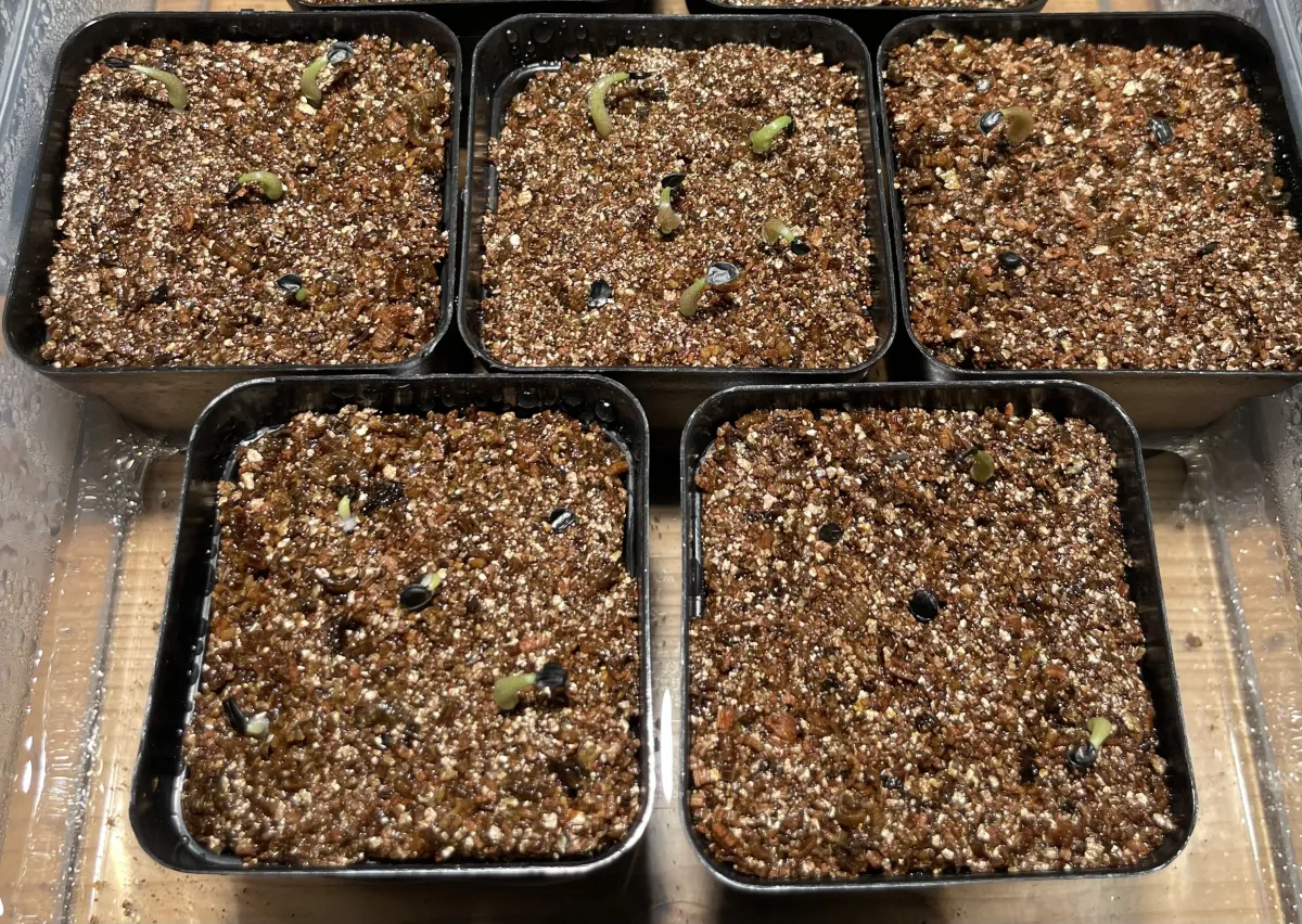 Agave oteroi Lot. (アガベ オテロイ)