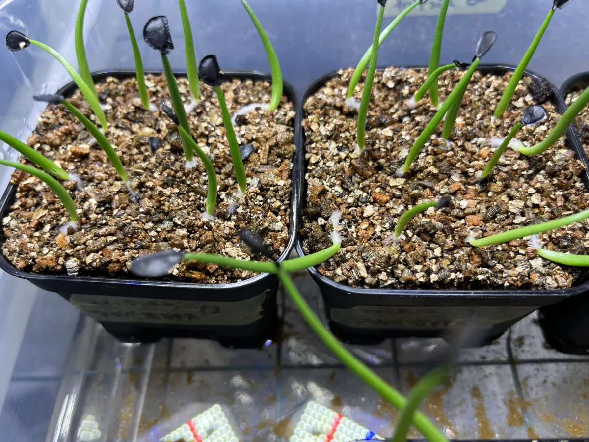 Agave parryi ssp. parryi (アガベ パリー)