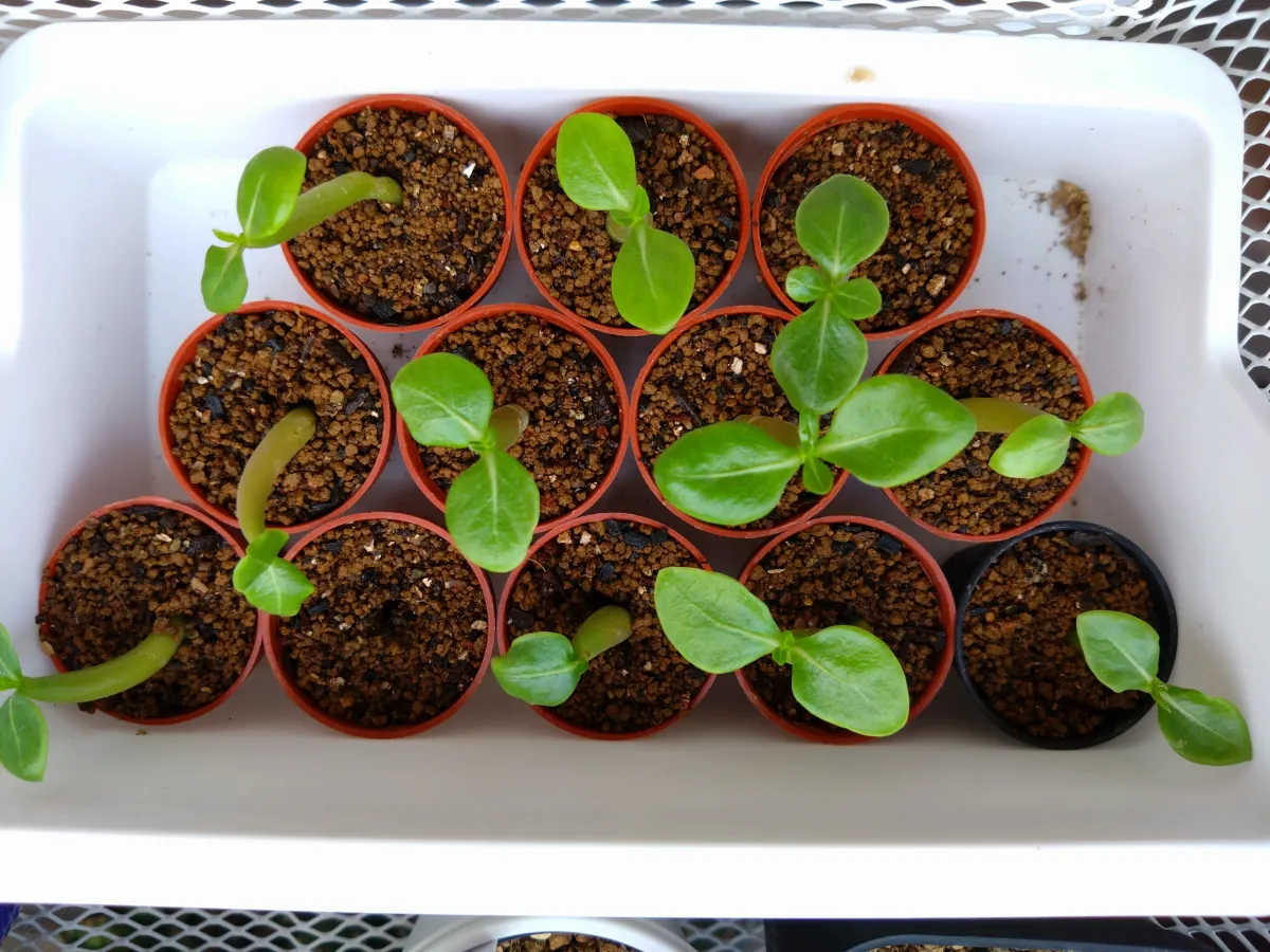 YLB Adenium arabicum Yak Lop Buri (アデニウム アラビカム)