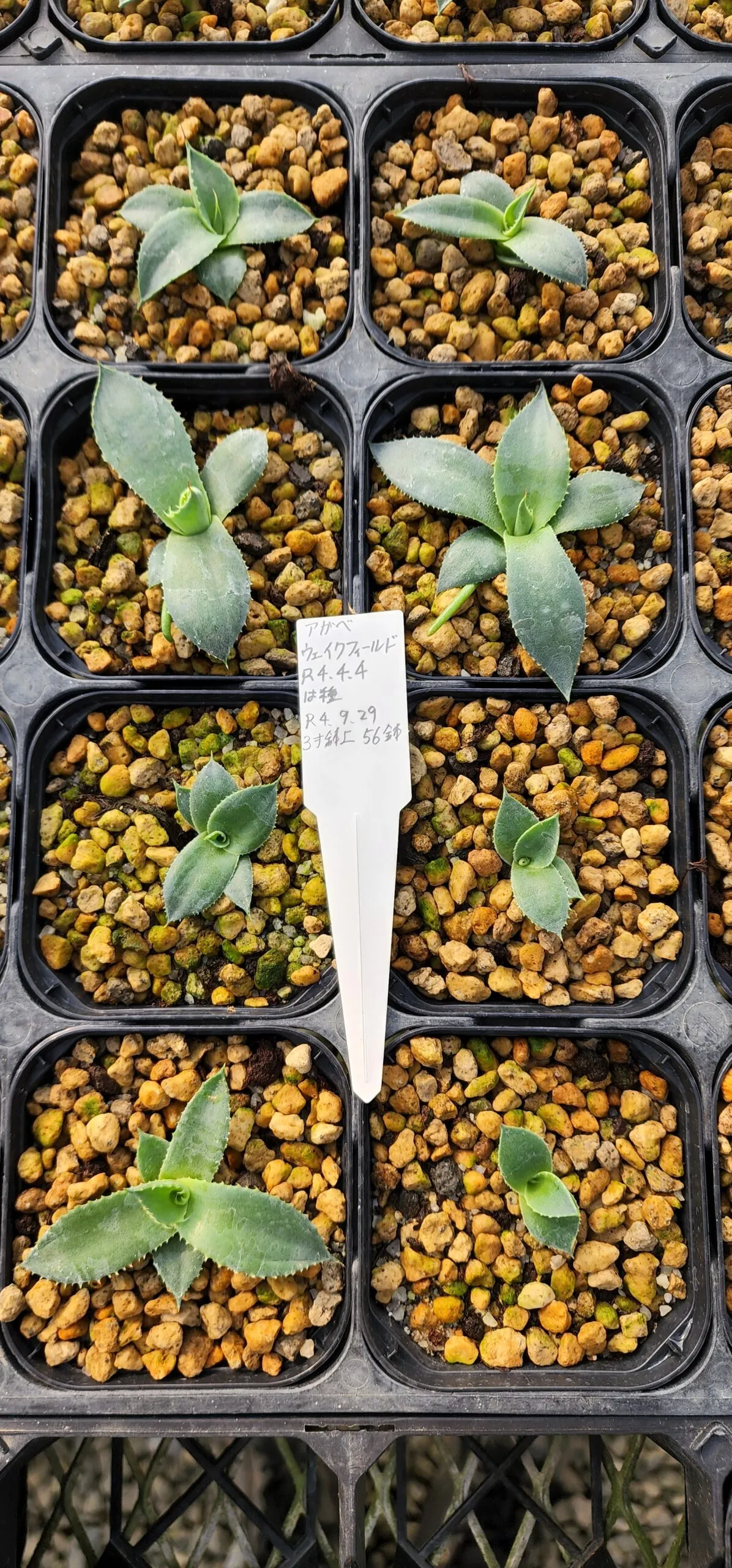 Agave parryi huachucensis Wakefield (アガベ パリー ウェイクフィールド)