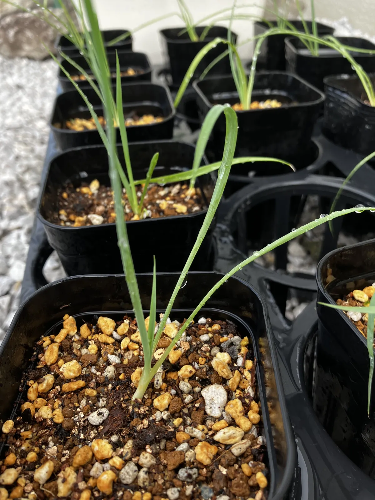 Yucca coahuilensis Blue (ユッカ コアフイレンシスブルー)