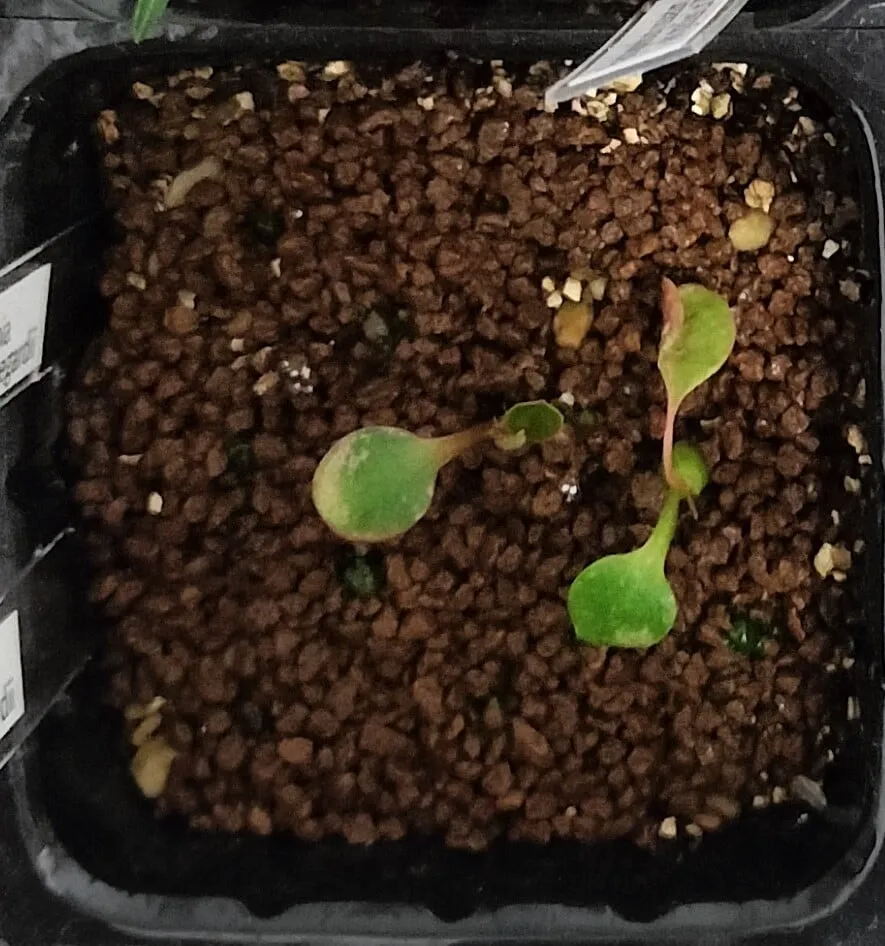 Euphorbia begardii (ユーフォルビア ベガルディ)
