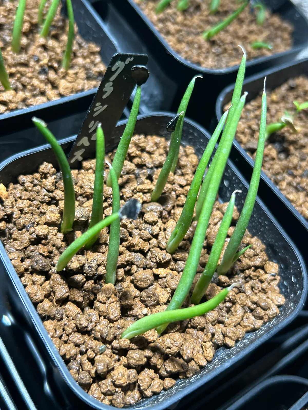 Agave x gracilipes (アガベ グラシリペス)