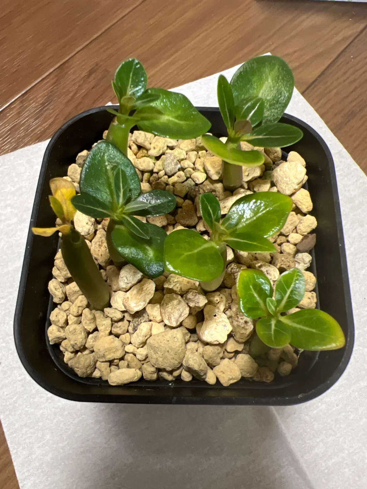 Adenium arabicum Alien (アデニウム エイリアン)