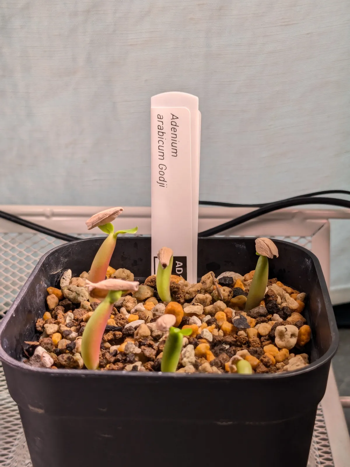 Adenium arabicum Godji (アデニウム アラビカムゴッジ)