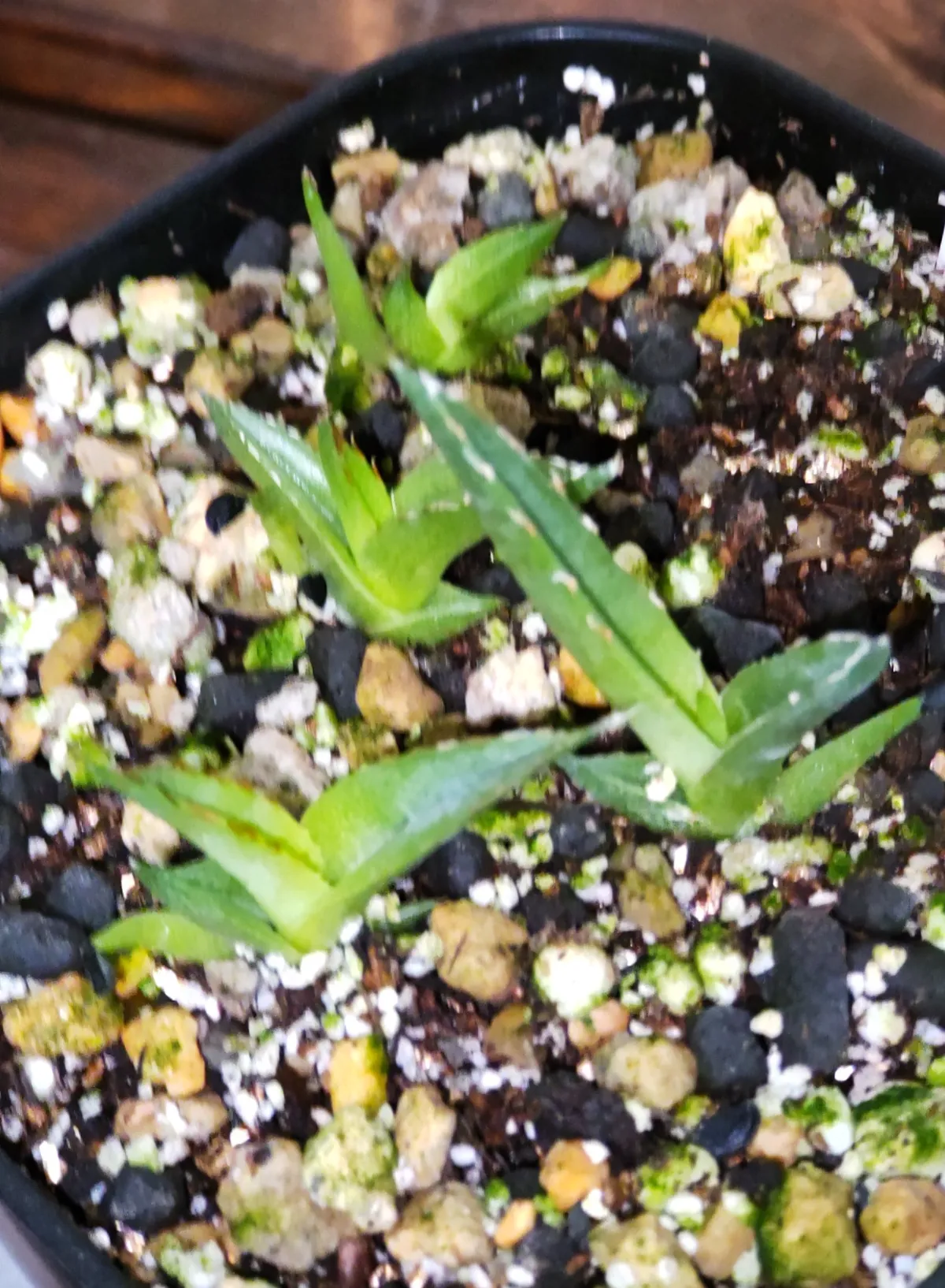 Agave victoriae-reginae ssp. victoriae-reginae (アガベ ビクトリアレジーナエ 笹の雪)