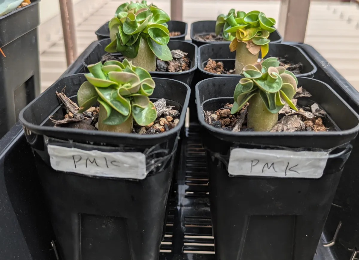 DHA PMK Adenium DHA PMK (アデニウム)