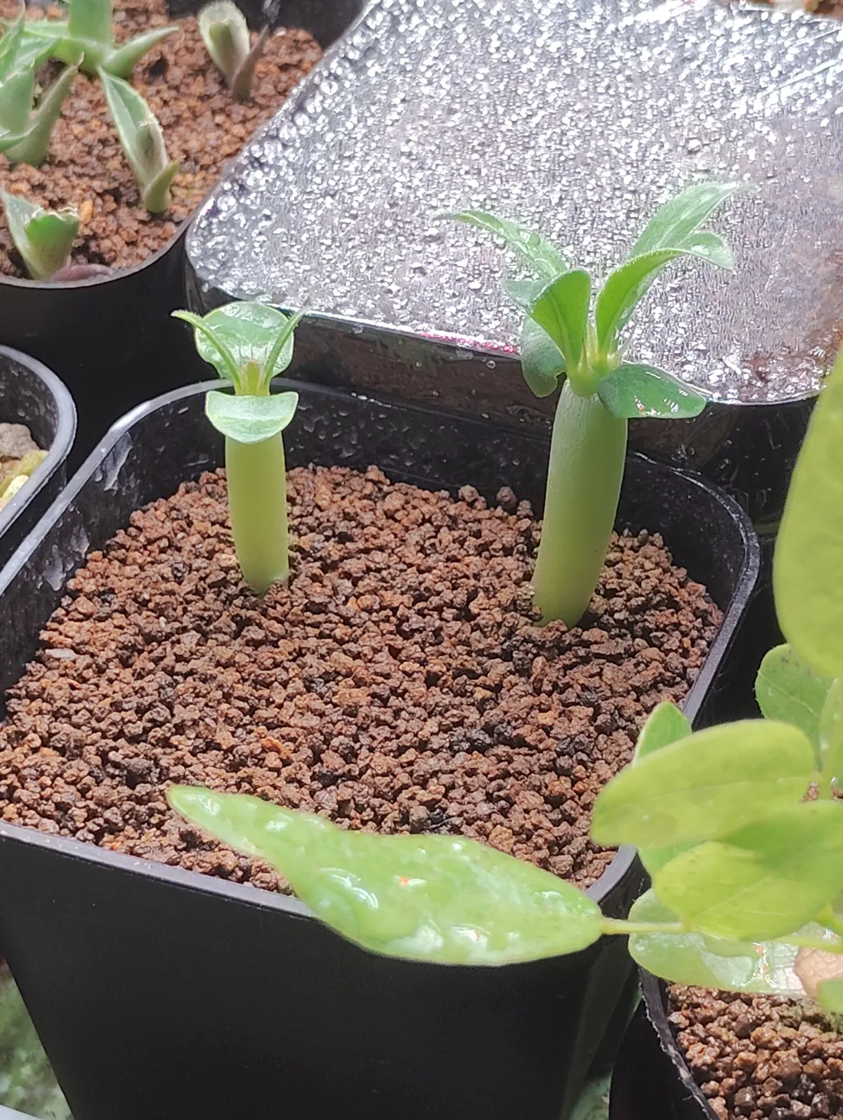 Pachypodium saundersii ([発芽チャレンジ 終了しました] パキポディウム サンデルシー 白馬城)