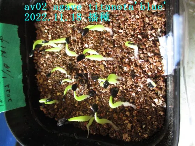 Agave titanota Blue Lot. (アガベ チタノタブルー)
