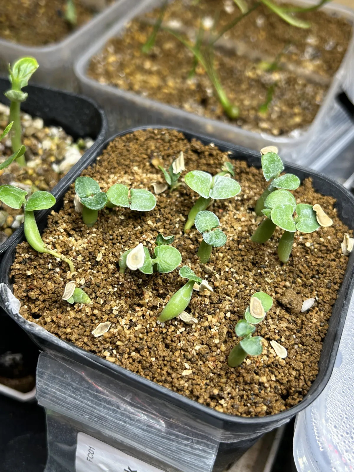 Fockea edulis (フォッケア 火星人)