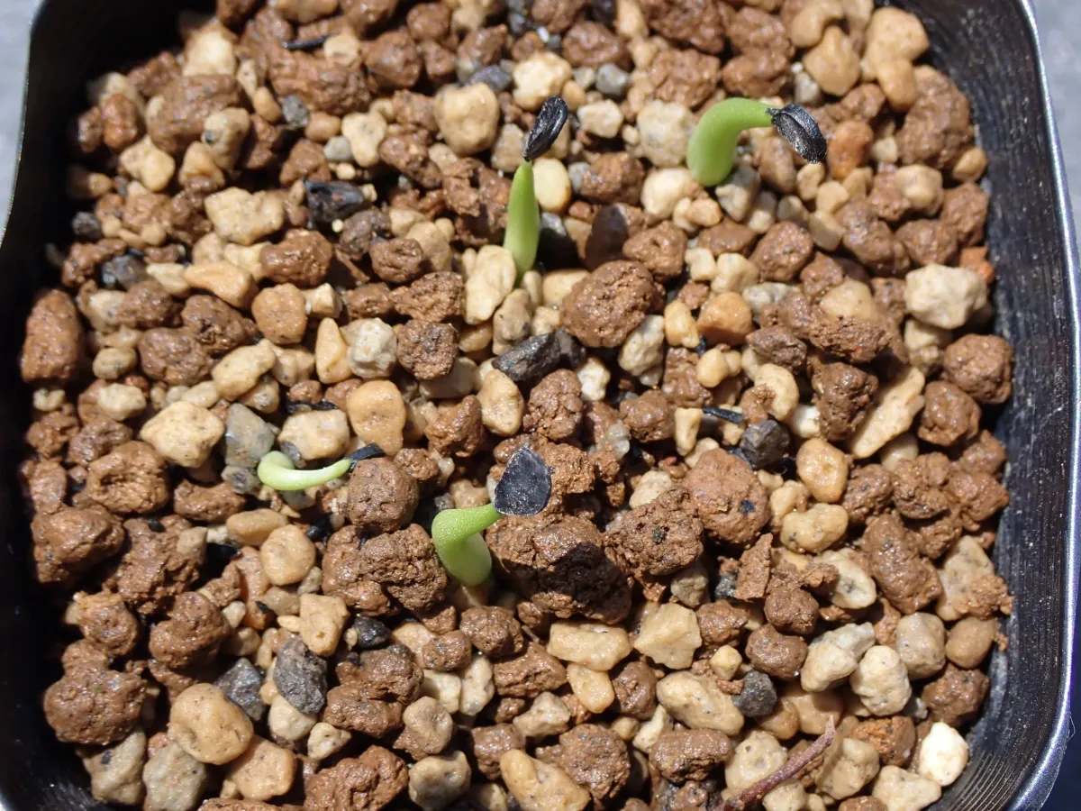 Agave difformis (アガベ ディフォルミス アズール)