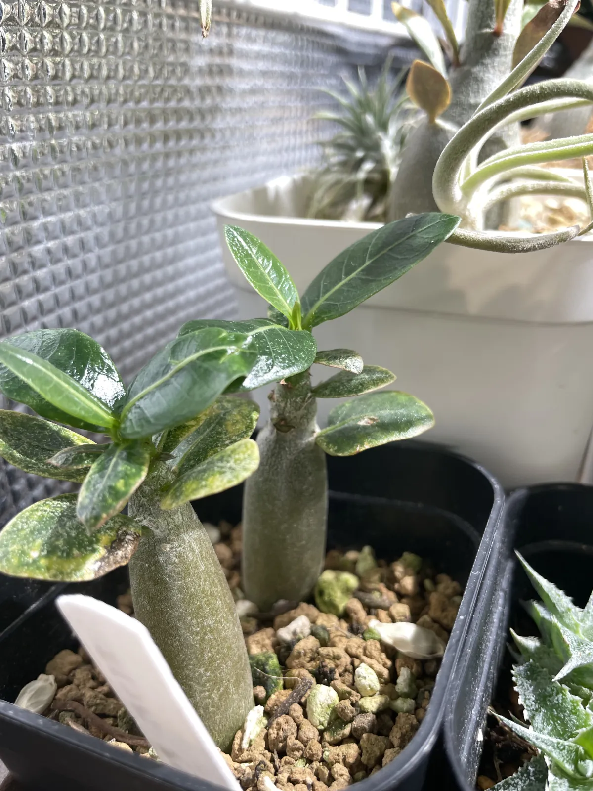 Adenium arabicum Alien (アデニウム エイリアン)