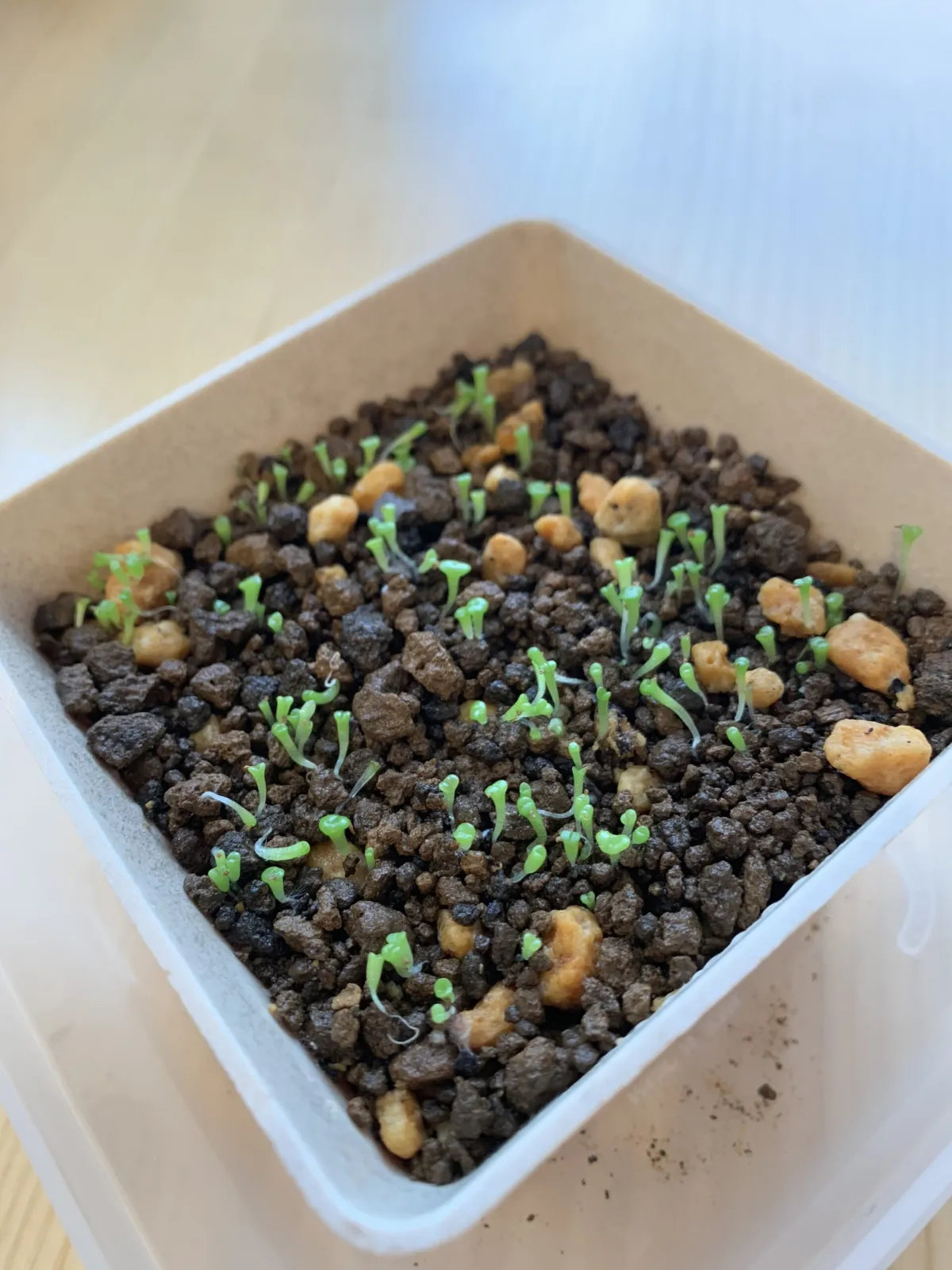Lithops Mix Seeds (リトープス ミックス)