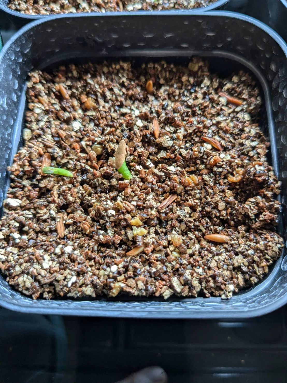 Pachypodium rosulatum var. gracilius ([無料種子] 発芽難 パキポディウム グラキリス　)